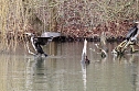 Kormorane in Nordhausen im Stadtpark  (Foto: Eva Maria Wiegand)