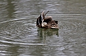Kein Kormoran - Stockente (Foto: Eva Maria Wiegand)