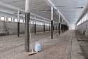 Neues vom Kuhstall (Foto: Christiane Wiesemann)