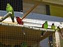 Vogelausstellung in Sondershausen (Foto: Karl-Heinz Herrmann) Vogelausstellung in Sondershausen (Foto: Karl-Heinz Herrmann)