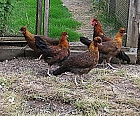 Huhn