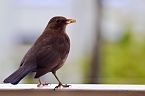 Zahme Amsel (Foto: Eva Maria Wiegand)