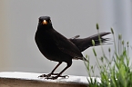 Amsel (Schwarzdrossel) (Foto: Eva Maria Wiegand)