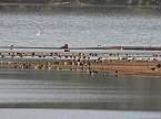 Beobachtungen am Kelbraer Stausee (Foto: P.Blei)