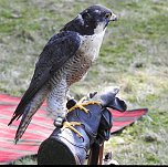 Barockes Gartenfest im Labyrinth (Foto: Peter Blei)