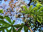 Kastanien im Stress (Foto: Peter Blei)
