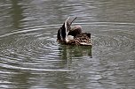 Kein Kormoran - Stockente (Foto: Eva Maria Wiegand)