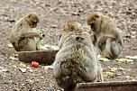 Besuch im Affenpark Strau&szlig;berg (Foto: Eva Maria Wiegand)