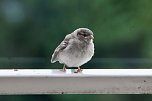 Junger Haussperling auf entdeckungstour (Foto: Eva Maria Wiegand)