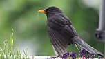 Amsel in Mai (Foto: Eva Maria Wiegand)