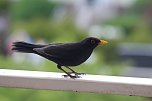 Amsel (Schwarzdrossel) im Sommer (Foto: Eva Maria Wiegand)