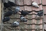 Mit Taubenkot bedeckte D&auml;cher und Fassaden besch&auml;digen nicht nur die Bausubstanz, sondern sorgen an warmen Tagen zu einer starken Geruchsbel&auml;stigung (Foto: emw)