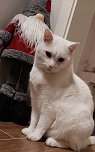 Kater Schneewei&szlig;erchen" (Foto: Yvonne Moegenstern aus Wolkramshausen)