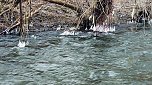 Winter an der Zorge (Foto: P.Blei)
