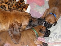 Höhepunkt für Hundefreunde Bild: Höhepunkt für Hundefreunde