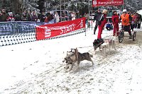 Schlittenhunderennen in Benneckenstein Bild: Schlittenhunderennen in Benneckenstein