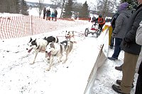 Schlittenhunderennen in Benneckenstein Bild: Schlittenhunderennen in Benneckenstein