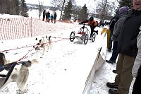 Schlittenhunderennen in Benneckenstein Bild: Schlittenhunderennen in Benneckenstein