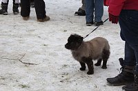 Schlittenhunderennen in Benneckenstein Bild: Schlittenhunderennen in Benneckenstein