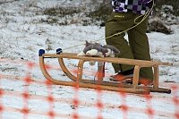 Schlittenhunderennen in Benneckenstein Bild: Schlittenhunderennen in Benneckenstein