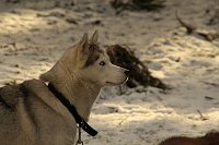 Schlittenhunderennen in Benneckenstein Bild: Schlittenhunderennen in Benneckenstein