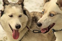 Schlittenhunderennen in Benneckenstein Bild: Schlittenhunderennen in Benneckenstein