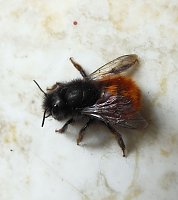 Besuch eines Frühlingsboten: Steinhummel Bild: Besuch eines Frühlingsboten: Steinhummel
