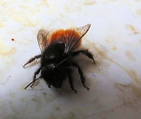 Besuch eines Frühlingsboten: Steinhummel Bild: Besuch eines Frühlingsboten: Steinhummel