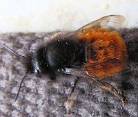 Besuch eines Frühlingsboten: Steinhummel Bild: Besuch eines Frühlingsboten: Steinhummel