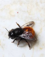 Besuch eines Frühlingsboten: Steinhummel Bild: Besuch eines Frühlingsboten: Steinhummel
