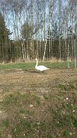 Bild: Schwanenrettung