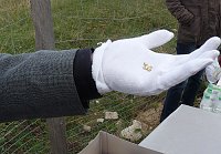 Ausgrabungen auf dem Frauenberg Bild: Ausgrabungen auf dem Frauenberg