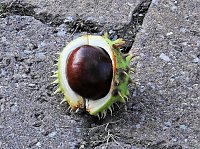 Kastanien im Stress Bild: Kastanien im Stress