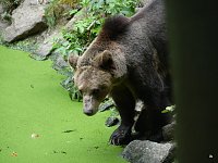 Spende für den Bärenpark Bild: Spende für den Bärenpark