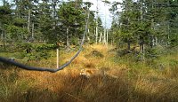 tiere Bild: tiere