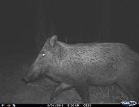 tiere Bild: tiere