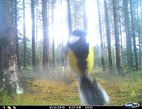 tiere Bild: tiere