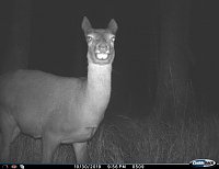tiere Bild: tiere