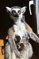 Kattaweibchen adoptiert fremdes Affenbaby Bild: Kattaweibchen adoptiert fremdes Affenbaby