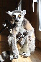 Kattaweibchen adoptiert fremdes Affenbaby Bild: Kattaweibchen adoptiert fremdes Affenbaby