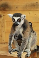 Kattaweibchen adoptiert fremdes Affenbaby Bild: Kattaweibchen adoptiert fremdes Affenbaby