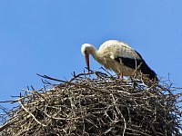 Brutzeit der Störche hat begonnen Bild: Brutzeit der Störche hat begonnen