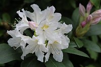Kodomo No Hi, das Kinderfest, heute Nachmittag im Japanischen Garten Bild: Kodomo No Hi, das Kinderfest, heute Nachmittag im Japanischen Garten