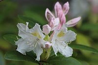 Kodomo No Hi, das Kinderfest, heute Nachmittag im Japanischen Garten Bild: Kodomo No Hi, das Kinderfest, heute Nachmittag im Japanischen Garten