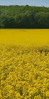 Ausgebüchste Kuh eingefangen Bild: Ausgebüchste Kuh eingefangen