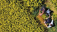 Ausgebüchste Kuh eingefangen Bild: Ausgebüchste Kuh eingefangen