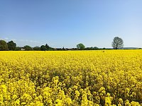 Ausgebüchste Kuh eingefangen Bild: Ausgebüchste Kuh eingefangen