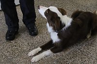 Besuch bei der Nordhäuser Hundestaffel Bild: Besuch bei der Nordhäuser Hundestaffel