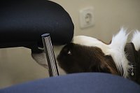Besuch bei der Nordhäuser Hundestaffel Bild: Besuch bei der Nordhäuser Hundestaffel