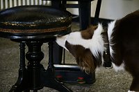 Besuch bei der Nordhäuser Hundestaffel Bild: Besuch bei der Nordhäuser Hundestaffel